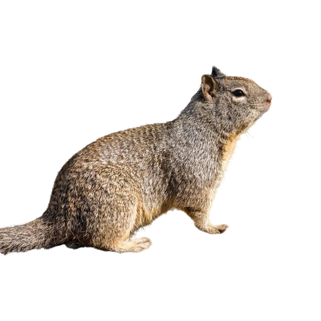 Ground Squirrels